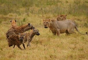 史上最强对决 老虎单挑狮子和鬣狗,谁更强悍 鬣狗一秒被咬死