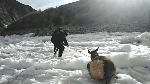白唇鹿被狼追捕陷入冰窟,保护区成功救援,网友 破坏自然规则