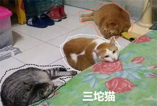 奶奶带大的三只猫,一只比一只胖,网友 亲奶奶就是不一样