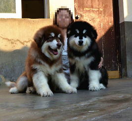 图 哪里有阿拉斯加的犬舍 阿拉斯加成年多大 阿拉斯加好养吗 北京宠物狗 
