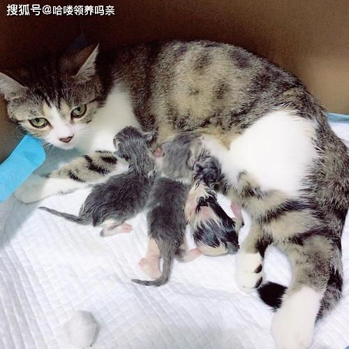 猫咪生完宝宝,铲屎官要帮着看孩子又不能打扰猫妈妈,那该怎么做