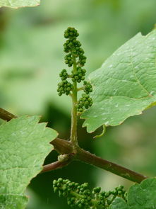 藤果蔬菜种植（藤类瓜果蔬菜）