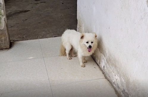 江苏 喂不熟的流浪狗,养了一年多还满是惊恐的它们,究竟有什么样的过去