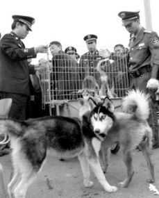 北京警方突袭狗市扣押78只非法犬 