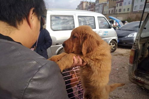 狗市 商贩出售金毛幼犬700元一只,引众人围观购买