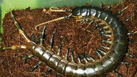 养殖保鲜蜈蚣的四种方法与注意事项,薄荷蜈蚣饲养教程