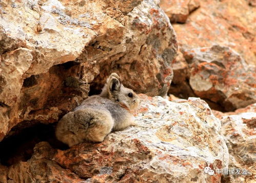 视频 天山萌物伊犁鼠兔被正式确定为国家二级重点保护动物
