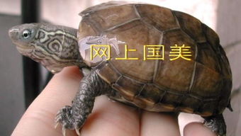 有人知道有买金乌龟吗 是养的活着的,据说背上有金黄色的线