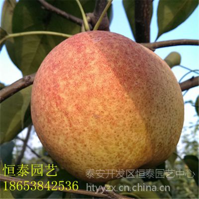 中国农科院最新果树苗 山东最大的果树苗批发市场