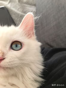 同一只猫的眼睛为什么会有两种不同的颜色 