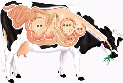 为减少甲烷排放准备喂牛 吃屎 温室效应错的不是牛,而是产业布局
