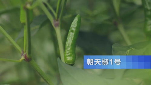 兰溪小萝卜宣传文案范文-兰溪小萝卜种植时间？