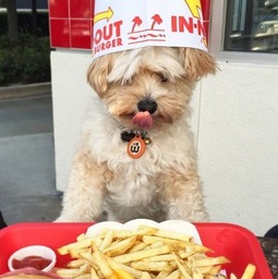 狗狗带你吃遍美食 po美食照 