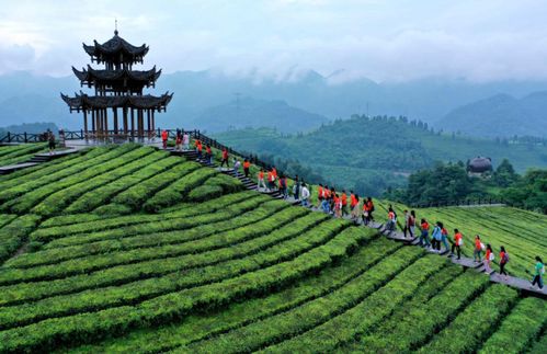 差点失传的茶叶,是如何帮助湖北山区脱贫的