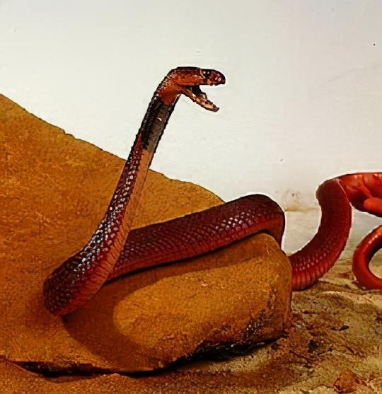 红射毒眼镜蛇,美丽奢华,竟然远距离喷射毒液攻击