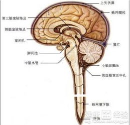 双侧侧脑室轻度增宽严重吗