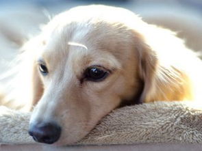 摩贝宠物健康 贝斯特菊粉帮助狗狗调理肠胃 