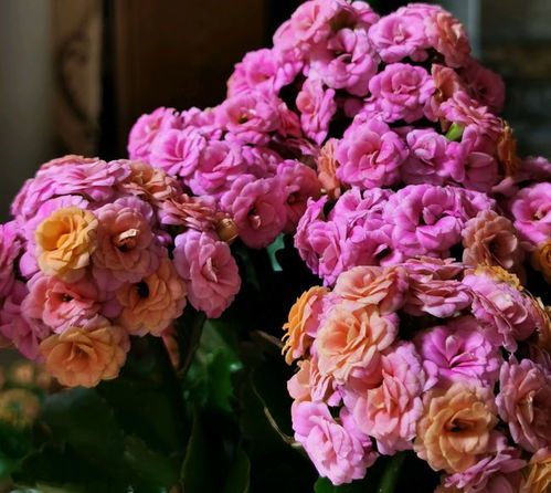 长寿花界的 仙女 粉妆,花似粉玫瑰,三季有花开,室内也能养