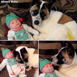 怀孕后有人劝她扔掉狗,还好没那么做,之后狗救了她和胎儿两条命 