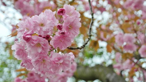 3月桃花缠身,良缘入命,喜得姻缘的4生肖,脱单指日可待 生肖猪 生肖蛇 生肖马 桃花运 生肖虎 网易订阅 