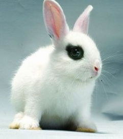 侏儒海棠兔的基本特征是什么 