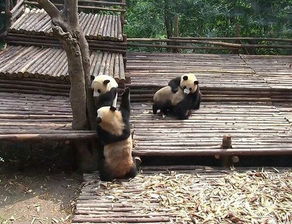 陕西一景区3只野生大熊猫为夺 美女 打群架