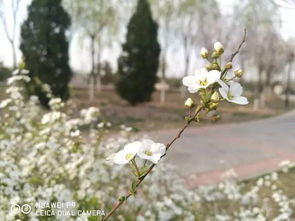 北京市永定河休闲森林公园 雪柳 花开,在温暖的春天感受和煦的冬日美 答题有礼