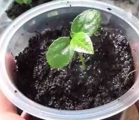 百香果种子怎么种植,满杯百香果里面的籽可以种吗？