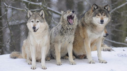在野外,狗会不会退化成狼 这货简直就是披着狗皮的狼 