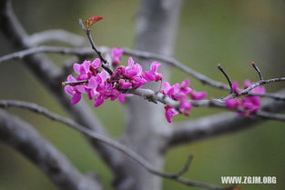 梦见编织扫帚