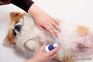 宠物皮肤病有很多,常见的这9种,需要你了解 