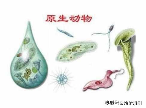 微生物的生命力极强,300年后仍能复活,没有它们人类生存艰难