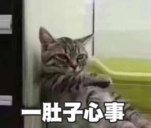 中国版给猫咪取名热度排行榜
