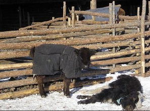蒙古国现50年不遇寒潮250万头牲畜被冻死 