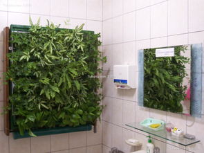 卫生间室内植物 