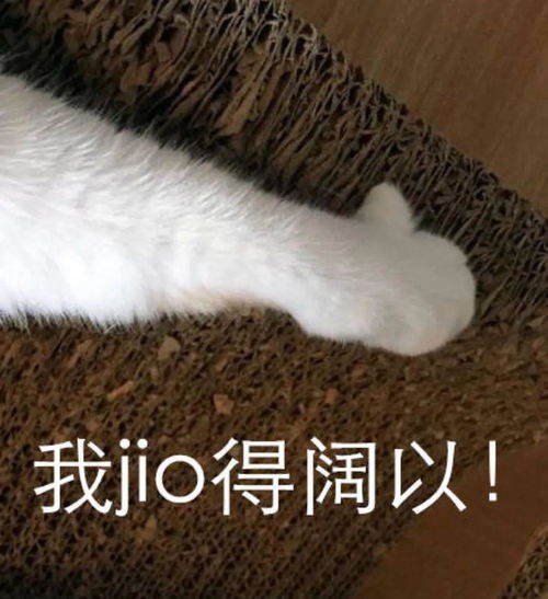 除了牛奶和巧克力,猫咪误食这几种食物也会分分钟丧命