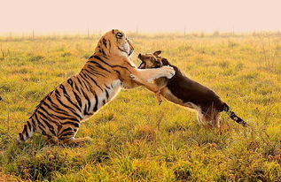 老虎俩个月大时被送入狗圈,半年后它们成为最亲密的朋友