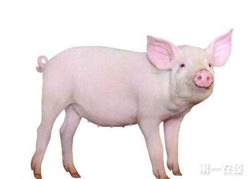 家猪的品种 全球家猪有多少品种