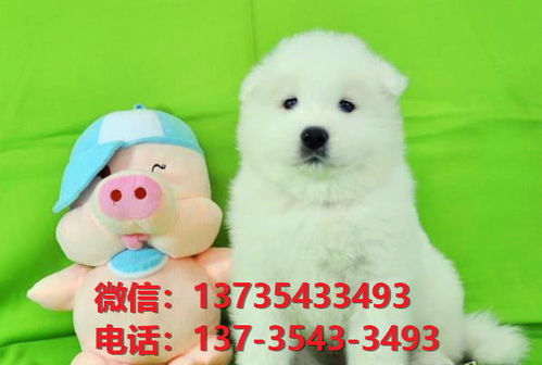 深圳狗场宠物狗犬舍出售纯种萨摩耶犬幼犬卖狗卖狗地方哪里有狗狗领养