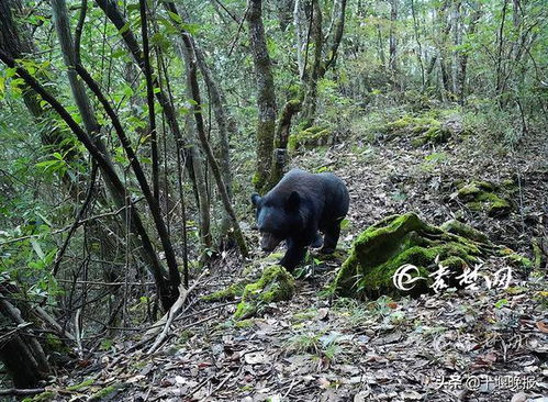 十堰自然保护区现罕见 熊出没 ,还有这些动物也出镜了