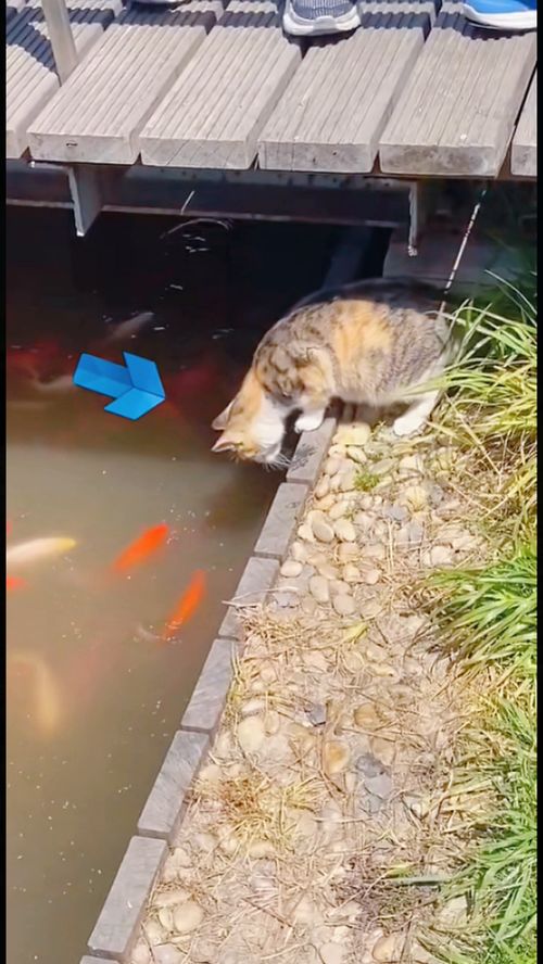 猫咪抓鱼呢 
