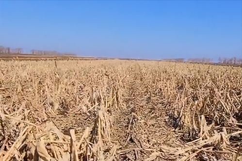 秸秆禁烧影响玉米播种,要保卫蓝天还是保障粮食安全