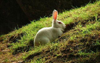兔子恨主人的十种表现,兔子最讨厌人类的五种行为？