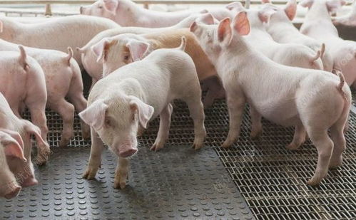30斤猪长到200斤需要几个月 现在的猪一般几个月出栏