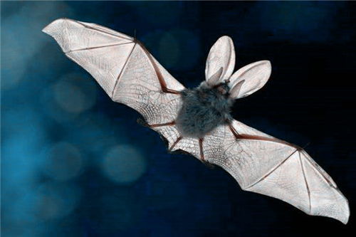 蝙蝠飞到家里是什么预兆 怎么驱赶