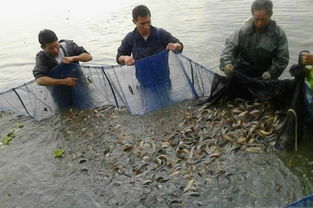 台湾大泥鳅养殖技术要点,农村养殖泥鳅，养殖户如何建池塘