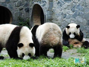 熊猫的尾巴是什么颜色 