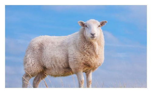 十羊九不全 揭秘67年生肖羊的毕生寿命,过了53岁后什么命