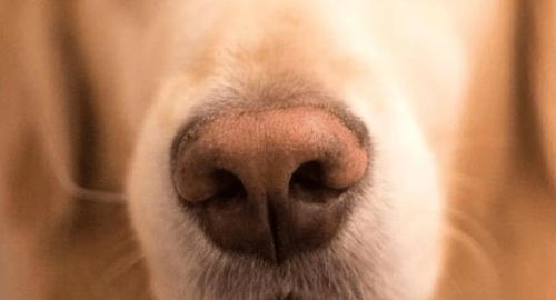 狗狗的鼻子变色是为何 到底是哪些原因造成的呢
