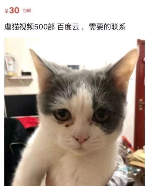 广东一小伙偷走他人的宠物猫,虐杀后喂食自家猫咪,最后道歉赔偿